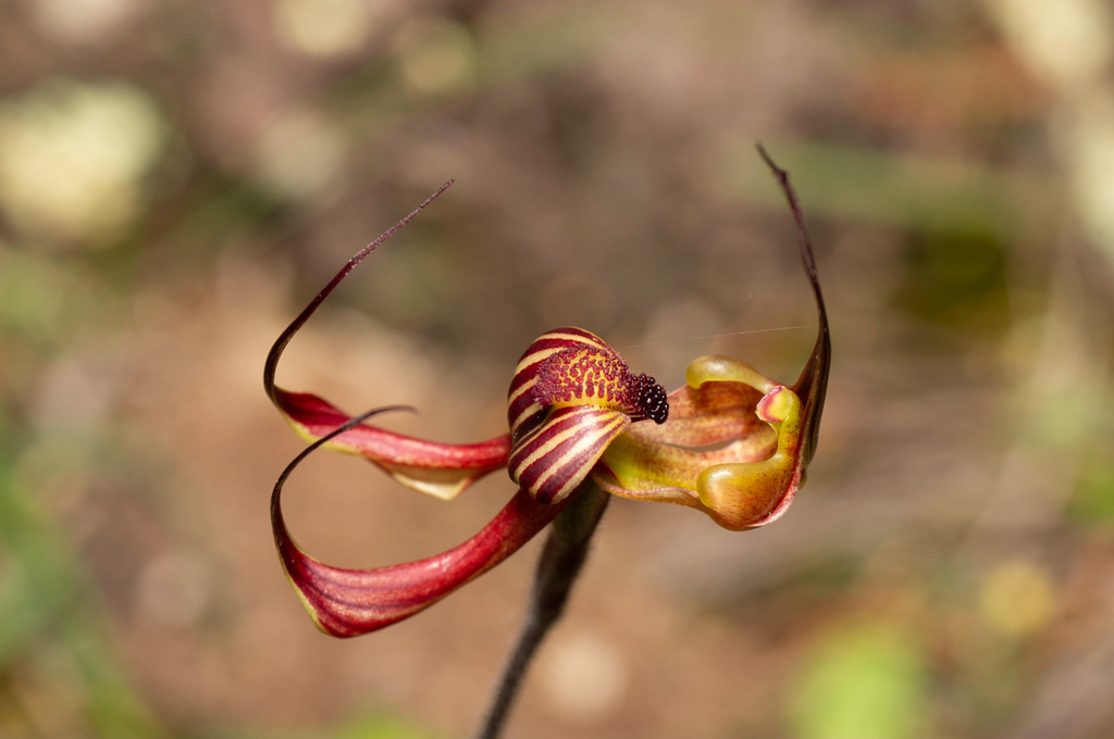 Caladenia multiclavia