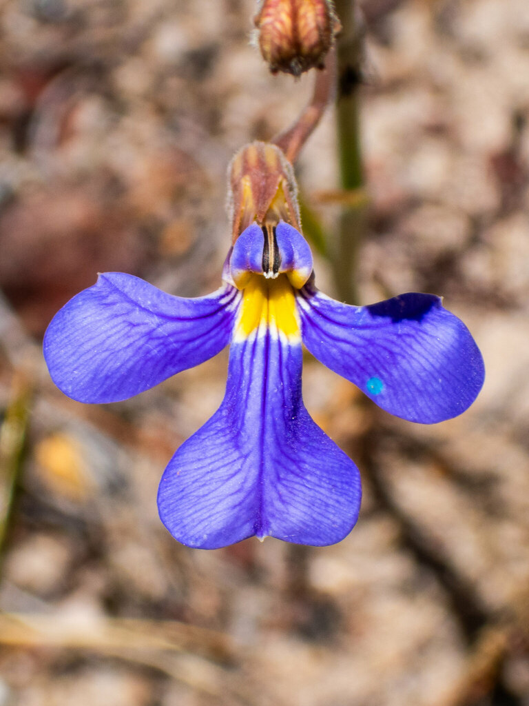 Lobelia heterophylla