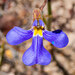 Lobelia heterophylla