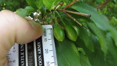 Cornus mas