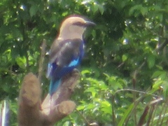 Coracias cyanogaster