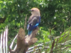 Coracias cyanogaster