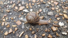 Cornu aspersum
