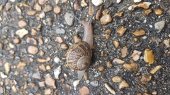 Cornu aspersum