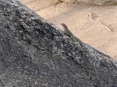 Anolis lineatus