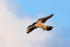 Falco peregrinus