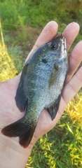 Lepomis macrochirus purpurascens