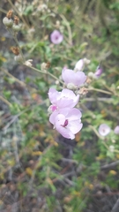 Malacothamnus fasciculatus catalinensis