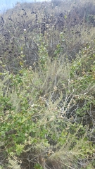 Malacothamnus fasciculatus catalinensis