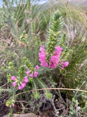 Erica abietina constantiana