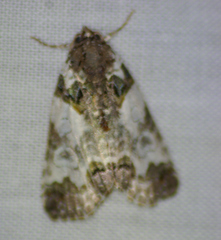 Cerma cerintha