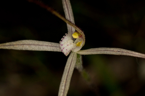 Image of Caladenia microchila by (c) Jeremy Jones, some rights reserved (CC BY)