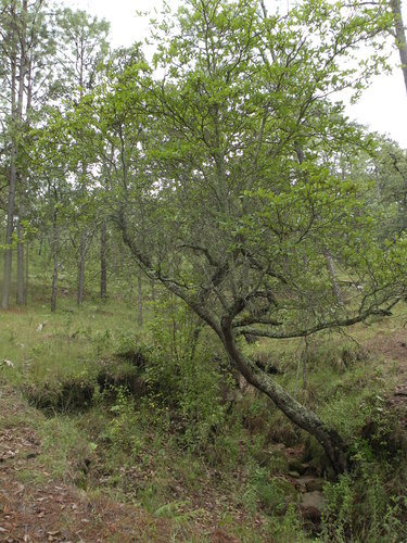 Arbutus madrensis (Arbutus madrensis)
