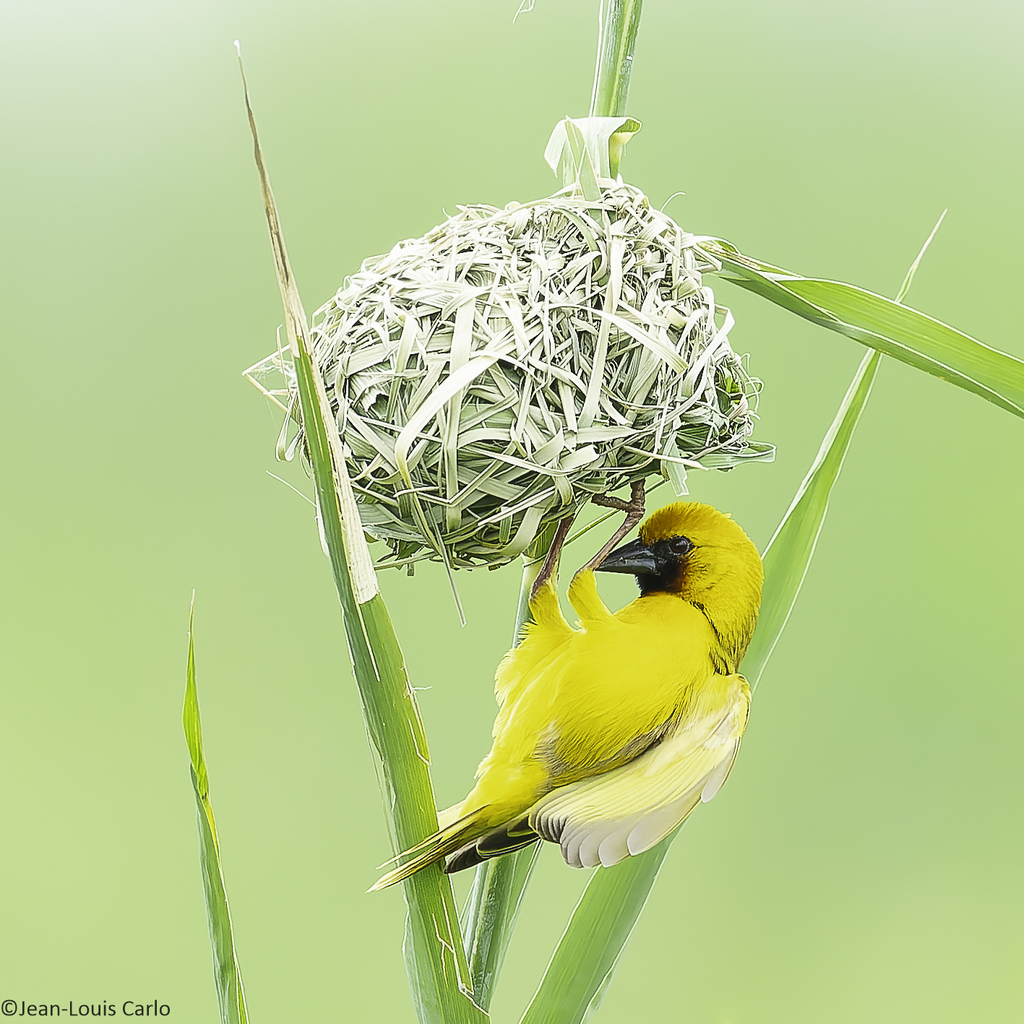 Kilombero Weaver