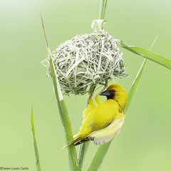 Kilombero Weaver photo 1