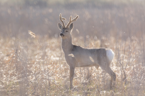 Eastern Roe Deer, Каменский р-н, Свердловская обл., Россия, photo 9 of 10