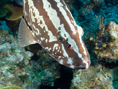 Epinephelus striatus