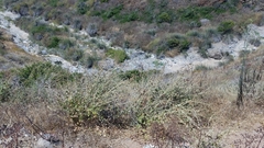 Malacothamnus fasciculatus catalinensis