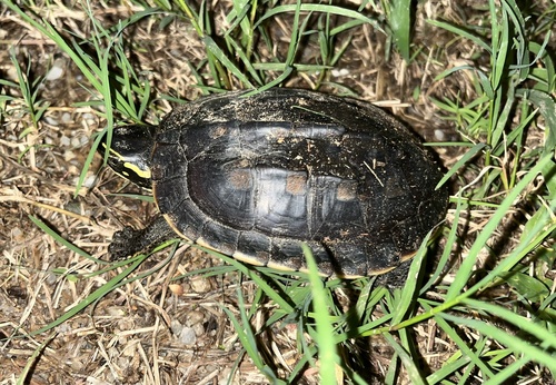 Malayan Snail-eating Turtle