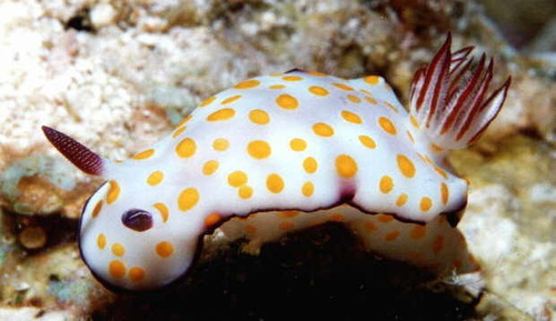 Beautiful Hypseldoris — seen at this dive site