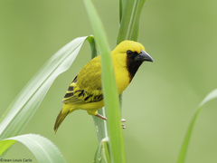 Kilombero Weaver photo 2