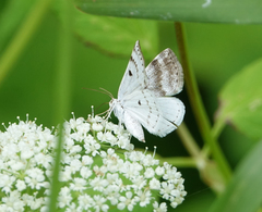 Lomographa semiclarata