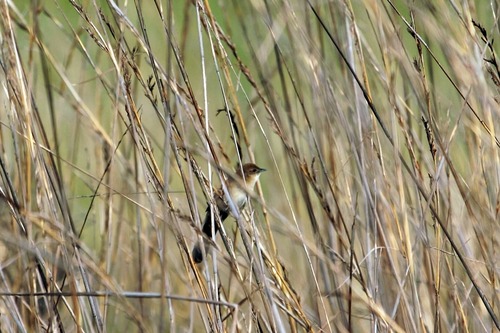 Fan-tailed Grassbird (Catriscus brevirostris), photo 6