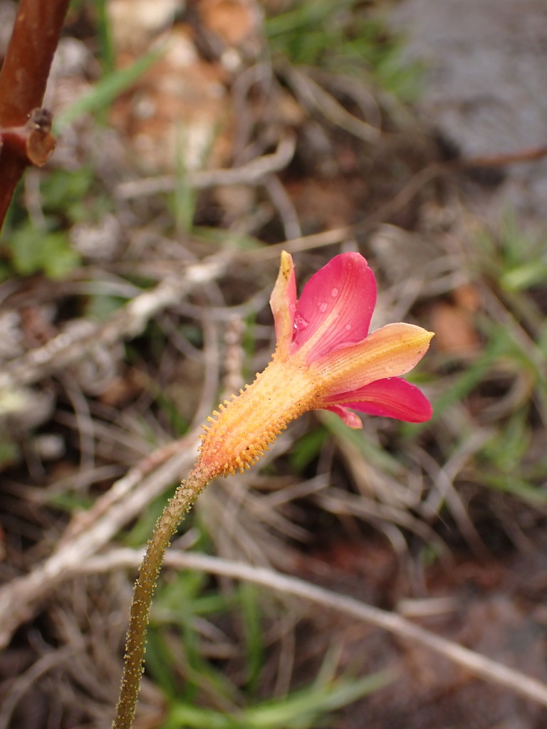 Barbacenia irwiniana (Barbacenia irwiniana)