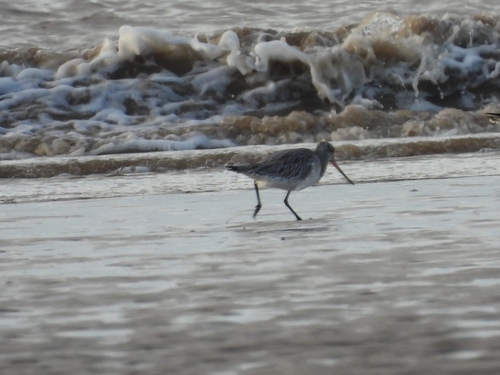 Aguja colipinta (Limosa lapponica)