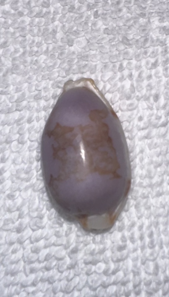 Stolid cowrie