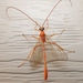 細顎姬蜂屬 - Photo 由 Royal Tyler 所上傳的 (c) Royal Tyler，保留部份權利CC BY-NC-SA