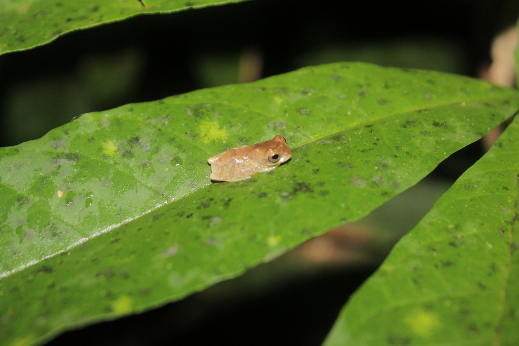 Katak-parasut Inger (Leptomantis gauni)