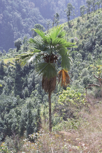 Windamere Palm (Trachycarpus latisectus)