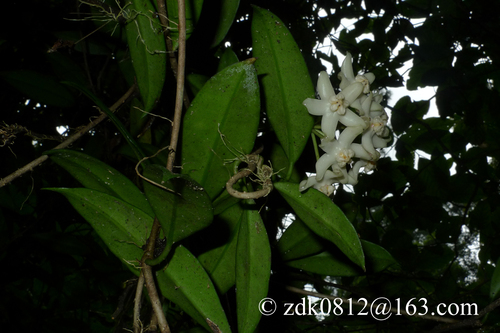 Hoya griffithii