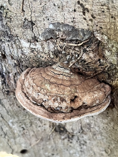 Ganoderma applanatum