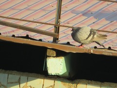 Columba livia domestica