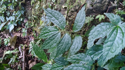 Elatostema cyrtandrifolium, photograph 3