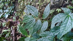(c) 許文俊, some rights reserved (CC BY-SA) Elatostema cyrtandrifolium, photograph (c) 許文俊, some rights reserved (CC BY-SA)