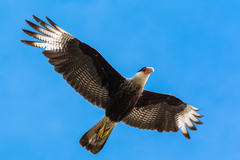 Caracara plancus
