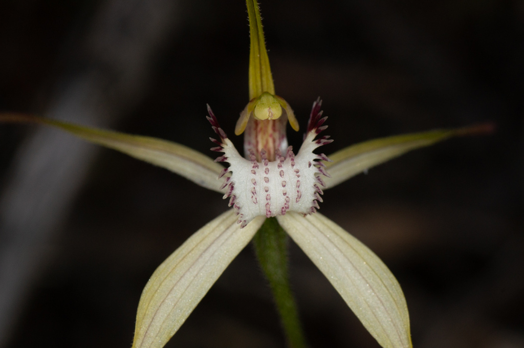 Caladenia cruscula