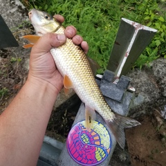 Moxostoma erythrurum