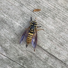 Spilomyia alcimus