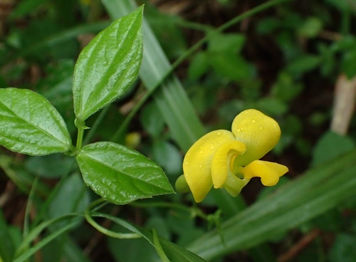smallest bean (Vigna minima)