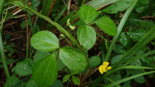 Image of Vigna minima by (c) naturalistchu, some rights reserved (CC BY)