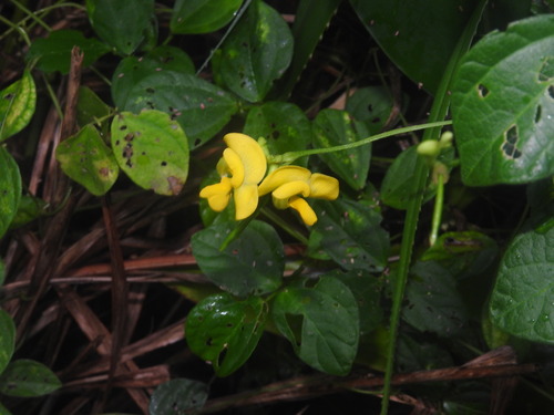 Image of Vigna minima by (c) naturalistchu, some rights reserved (CC BY)