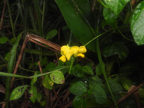 Image of Vigna minima by (c) naturalistchu, some rights reserved (CC BY)