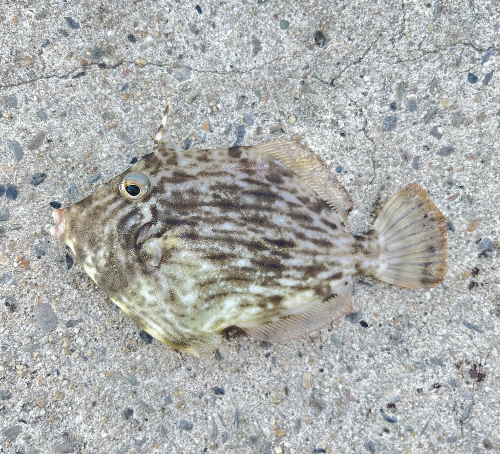 Threadsail filefish (Stephanolepis cirrhifer) — Monacanthidae