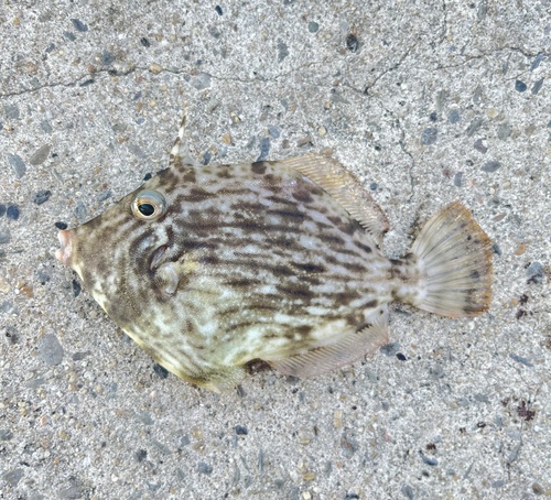Threadsail filefish (Stephanolepis cirrhifer) — Monacanthidae
