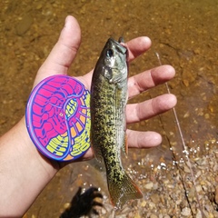 Micropterus chattahoochae