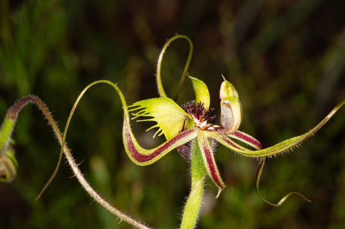 Image of Caladenia falcata by (c) Jeremy Jones, some rights reserved (CC BY)